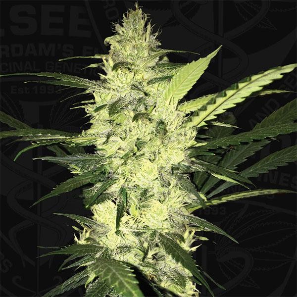 LA S.A.G.E. fem. T.H. Seeds