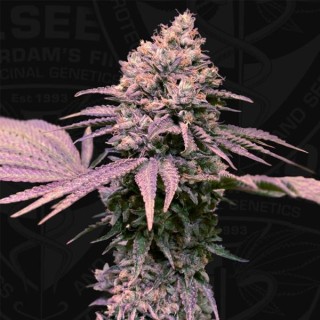 London Mint Cake fem. Special Pack T.H. Seeds