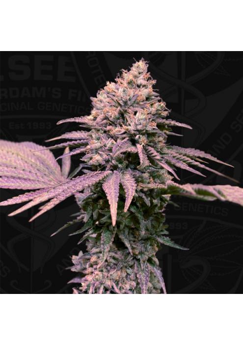 London Mint Cake fem. Special Pack T.H. Seeds