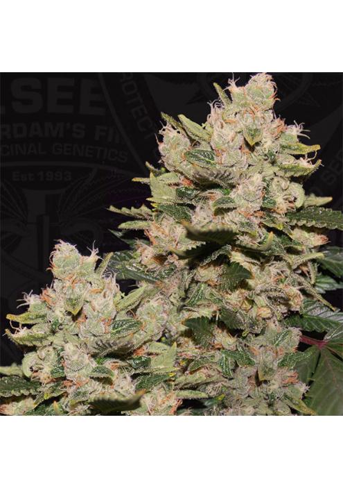 M.O.B. fem. T.H. Seeds