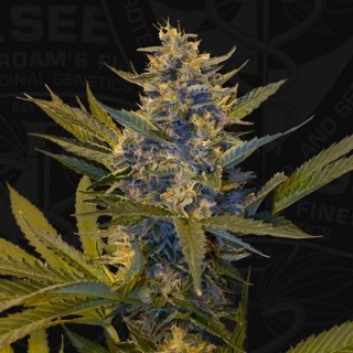 Melonsicle fem. Special Pack T.H. Seeds