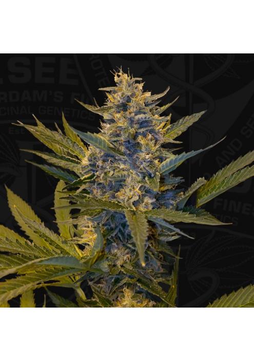Melonsicle fem. Special Pack T.H. Seeds