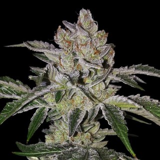Mon Cherry  fem. Special Pack T.H. Seeds