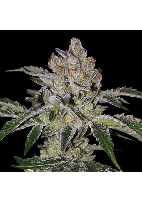 Mon Cherry  fem. Special Pack T.H. Seeds
