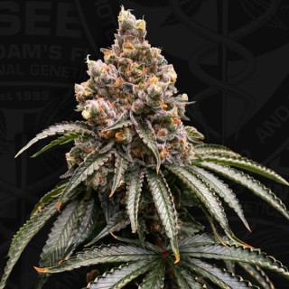 Mona Lisa fem. Special Pack T.H. Seeds