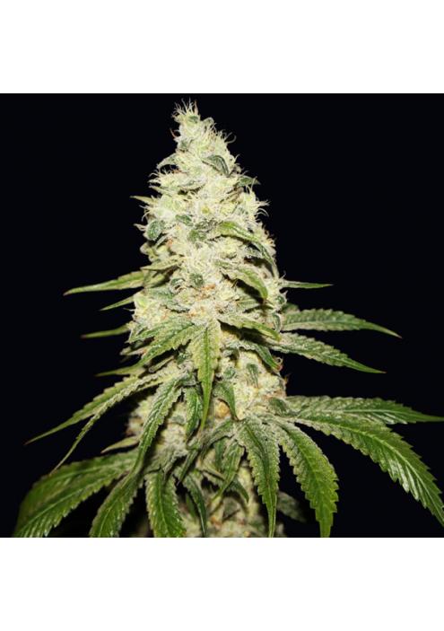 Mont Blanc fem. T.H. Seeds