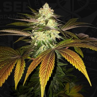 Orangesicle fem. 710 Limited Pack T.H. Seeds.