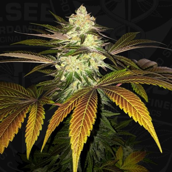Orangesicle fem. 710 Limited Pack T.H. Seeds.