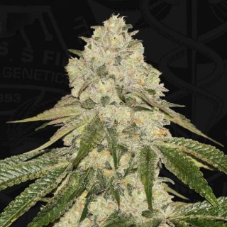 Pisthash fem. 710 Limited Pack T.H. Seeds.