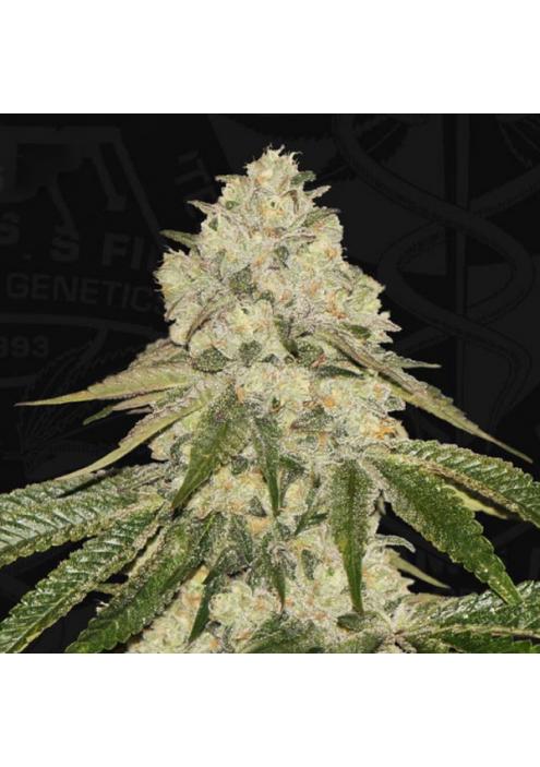 Pisthash fem. 710 Limited Pack T.H. Seeds.