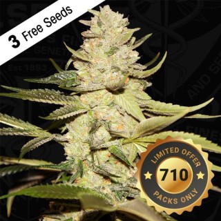 Planet Lemon fem. 710 Limited Pack T.H. Seeds.