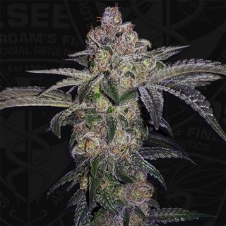 Pure Runtzy fem. 710 Limited Pack T.H. Seeds.