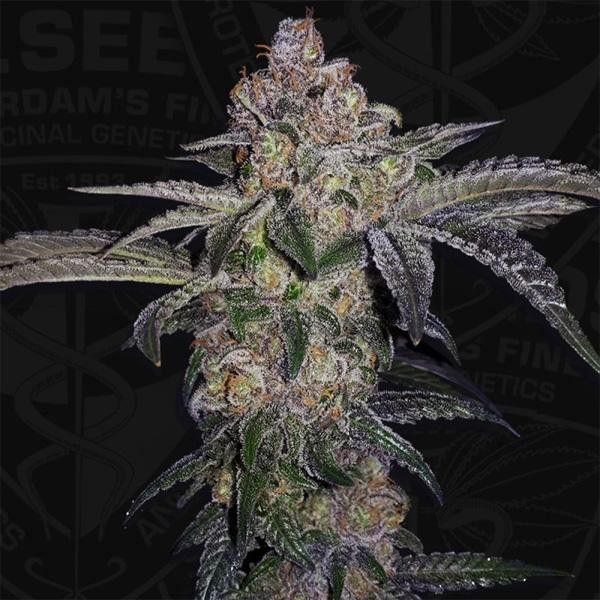 Pure Runtzy fem. 710 Limited Pack T.H. Seeds.