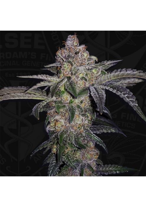 Pure Runtzy fem. 710 Limited Pack T.H. Seeds.