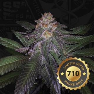 Purple Banana Cream fem. 710 Limited Pack T.H. Seeds.