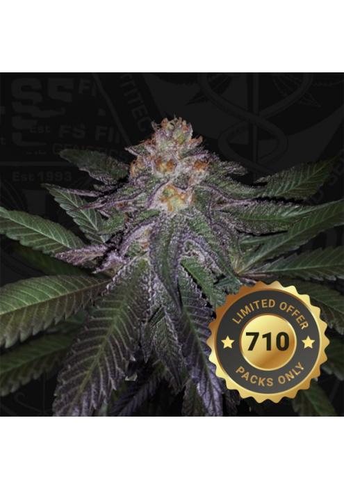 Purple Banana Cream fem. 710 Limited Pack T.H. Seeds.
