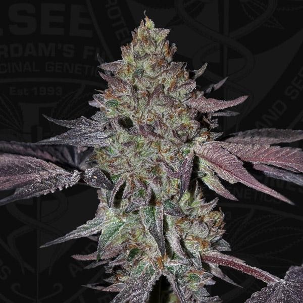 Runtz N´Roses fem. 710 Limited Pack T.H. Seeds