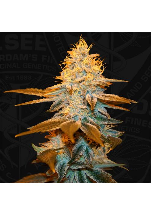 Strawberry Glue fem. T.H. Seeds