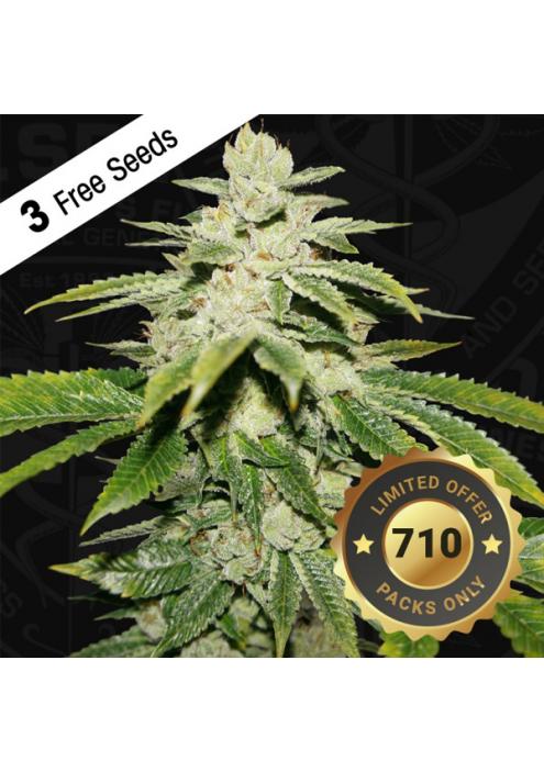 Watermelon Ultra fem. 710 Limited Pack T.H. Seeds.
