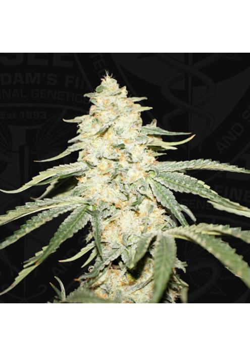 Wy - Kiki fem. 710 Limited Pack T.H. Seeds.