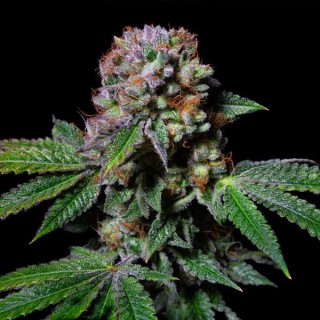 Aca-Dos Delight  fem - Exotic Line- Pure Instinto