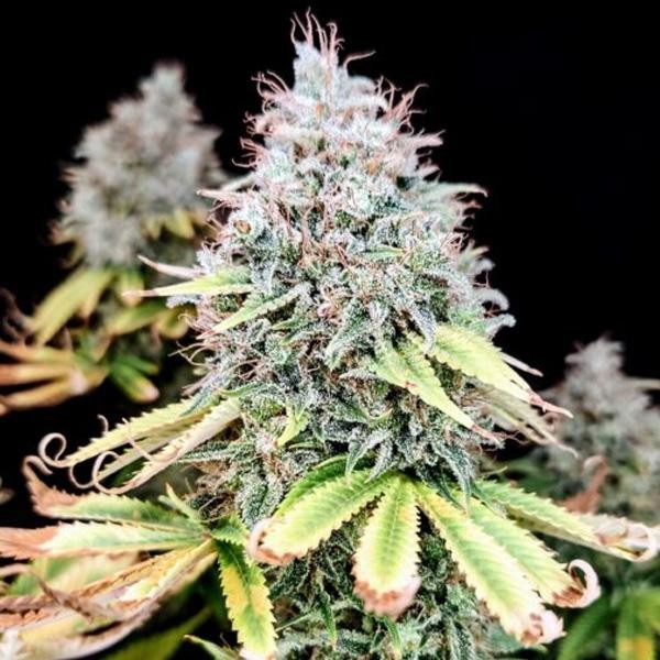 Apple OG  fem Pure Instinto
