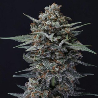 Auto Alien Snack  fem - USA Line- Pure Instinto