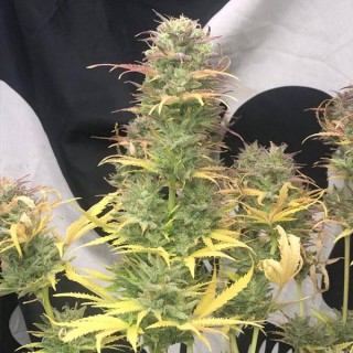 Auto Girl Scout Kush  fem Pure Instinto