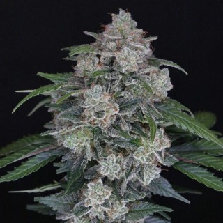 Auto MAK OG  fem - USA Line- Pure Instinto