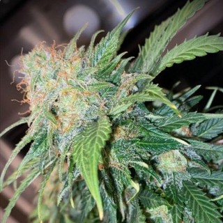 Auto Mandarine Cream  fem Pure Instinto