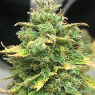 Auto Mimosa Cake  fem Pure Instinto