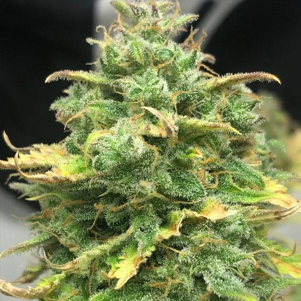 Auto Mimosa Cake  fem Pure Instinto