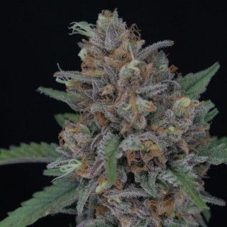 Auto Purple Punch  fem Pure Instinto