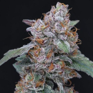 Auto Sherbacio OG  fem - USA Line- Pure Instinto