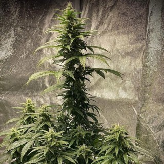 Auto Strawberry Shortcake  fem Pure Instinto