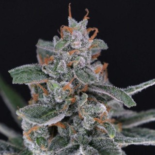 Auto Tri-Whip Kush  fem - USA Line- Pure Instinto
