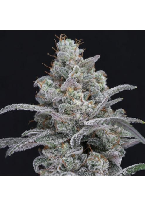 Chimera Crasher  fem - USA Line- Pure Instinto