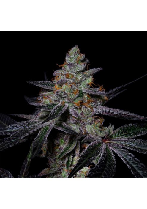 Diamond Dust  fem Pure Instinto