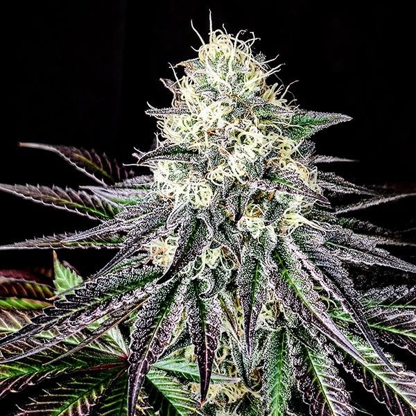 Garlic Cookies  fem Pure Instinto