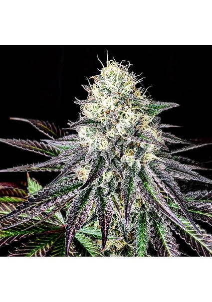 Garlic Cookies  fem Pure...