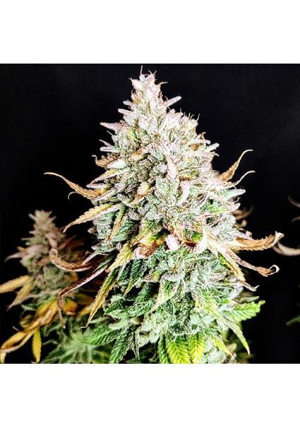 Grateful End OG  fem Pure...