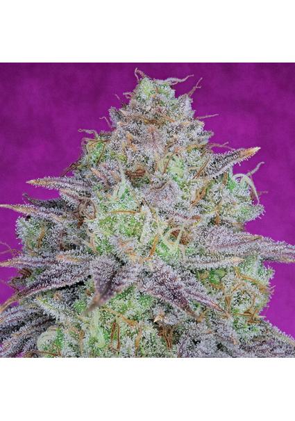 King´s Banner  fem Pure...