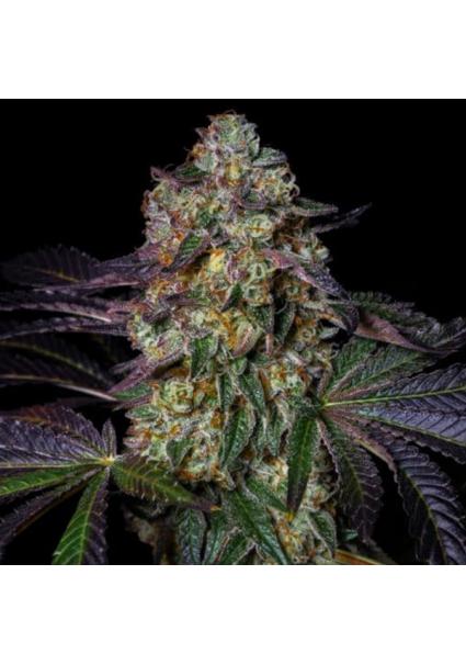 Kushmallow  fem Pure Instinto