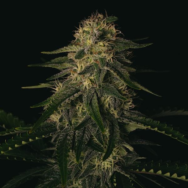 Melon Gum  fem Pure Instinto