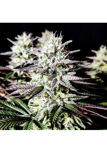 Mimosa  fem Pure Instinto