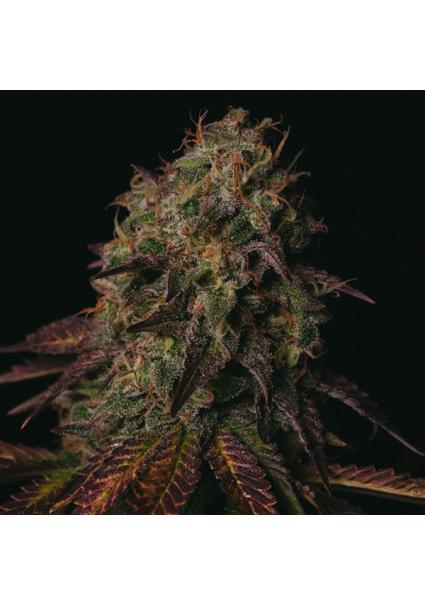 Peanut Butter Cookies  fem...