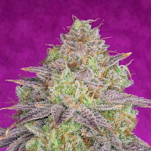 Shiskaberry  fem Pure Instinto