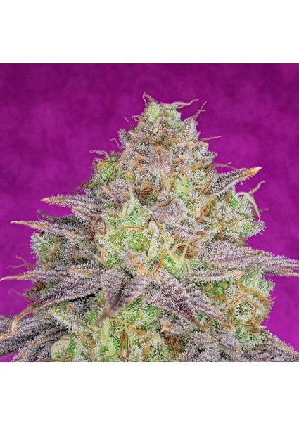 Shiskaberry  fem Pure Instinto