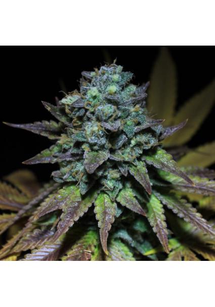 Smoothie  fem Pure Instinto