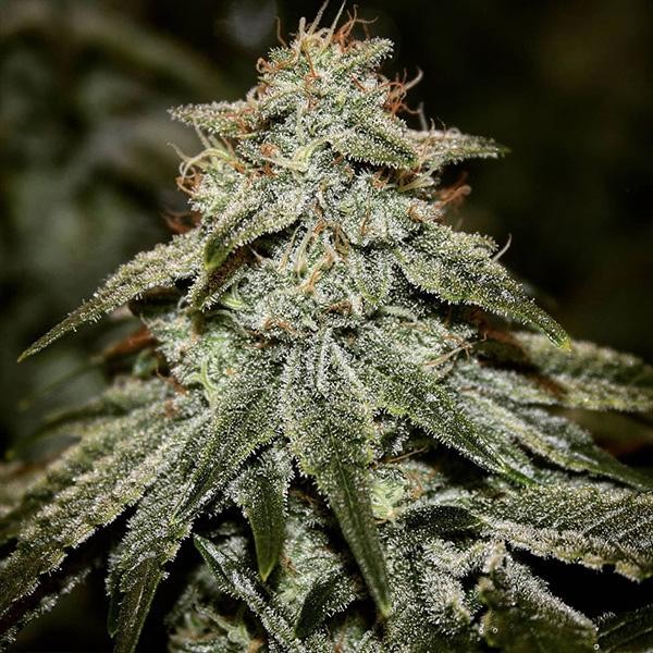 Sticky Gorilla N4  fem Pure Instinto